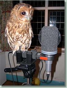 Telinga, Stereo DAT mic, microphone, Tawny Owl, Sophie