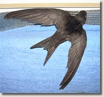 Swift, Apus apus, grounded, wings