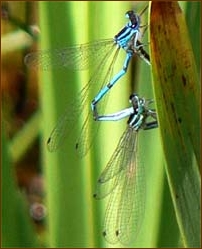 Azure Damselfly, Coenagron puella