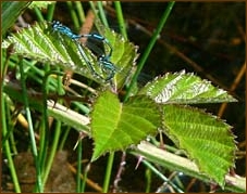 Azure Damselfly, Coenagron puella