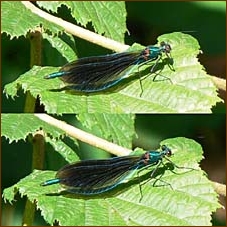 Large Red Damselfly, Pyrrhosoma nymphula