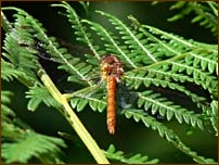 Common Darter, Sympetrum striolatum