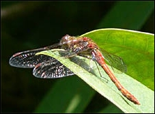 Common Darter, Sympetrum striolatum