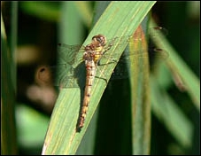 Common Darter, Sympetrum striolatum