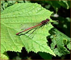 Large Red Damselfly, Pyrrhosoma nymphula