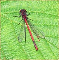 Large Red Damselfly, Pyrrhosoma nymphula