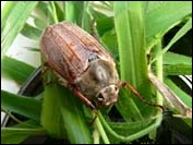 maybug, cockchafer, melolontha melolontha