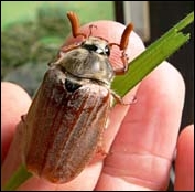 maybug, cockchafer, melolontha melolontha