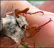 maybug, cockchafer, melolontha melolontha