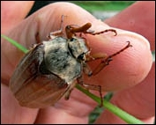 maybug, cockchafer, melolontha melolontha