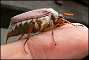 maybug, cockchafer, melolontha melolontha