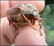 maybug, cockchafer, melolontha melolontha