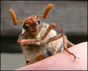 maybug, cockchafer, melolontha melolontha