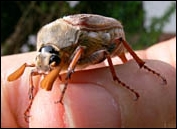 maybug, cockchafer, melolontha melolontha