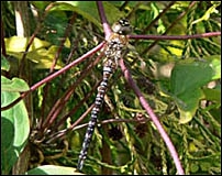 Migrant Hawker, Aeshna mixta