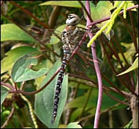 Migrant Hawker, Aeshna mixta