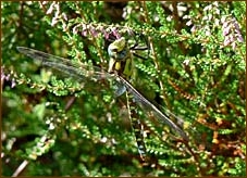 Southern Hawker, Aeshna cyanaea