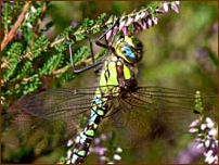 Southern Hawker, Aeshna cyanaea