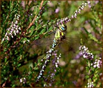 Southern Hawker, Aeshna cyanaea