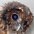 Tawny Owl, Strix aluco, juvenile, Sophie, owl