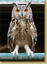 Bengal Eagle Owl, Bubo bengalensis