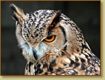 Bengal Eagle Owl, Bubo bengalensis, head, portrait