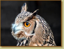 Bengal Eagle Owl, Bubo bengalensis, head, portrait