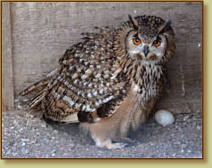 Bengal Eagle Owl, Bubo bengalensis, female, egg