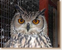 Bengal Eagle Owl, Indian Eagle Owl, Rock Eagle Owl, Bubo bengalensis