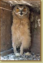 Bengal Eagle Owl, Bubo bengalensis, fledgling