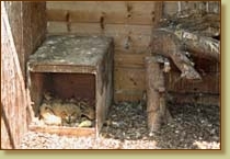 Bengal Eagle Owl, Bubo bengalensis, fledgling