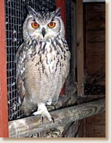 Bengal Eagle Owl, Indian Eagle Owl, Rock Eagle Owl, Bubo bengalensis