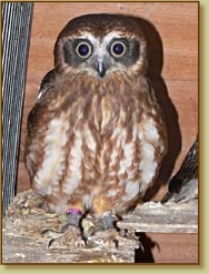 New Zealand Boobok Owl, Ninox novaseelandiae