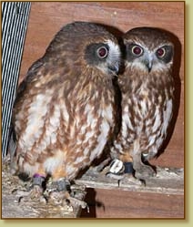 New Zealand Boobok Owl, Ninox novaseelandiae