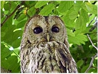 Tawny Owl, Strix aluco, owl, Croatia