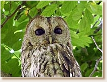 Tawny Owl, Strix aluco, owl, Croatia, pic, photo, Vesna Zadravec