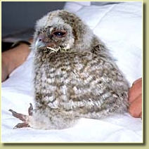 Tawny Owl, Strix aluco, chick