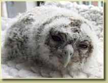 Tawny Owl, Strix aluco, chick