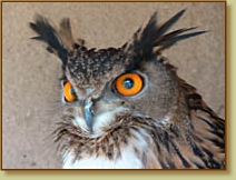 European Eagle Owl, Bubo bubo