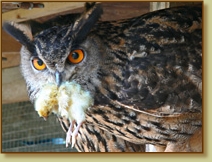 European Eagle Owl, Bubo bubo