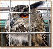 European Eagle Owl, Bubo bubo