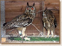 European Eagle Owl, Bubo bubo