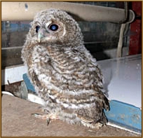 Tawny Owl, Strix aluco, chick, fledgling