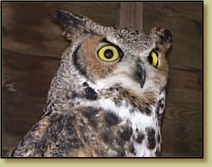 Great Horned Owl, Bubo virginianus, head