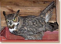 Great Horned Owl, Bubo virginianus