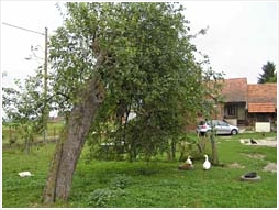 tawny owl, strix aluco, apple tree, Hrsovo, Croatia, pic, photo, Darkec