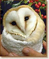 HollyBarnOwlTrust