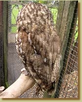 Tawny Owl, Strix aluco, captive