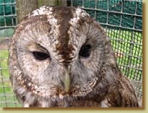 Tawny Owl, Strix aluco, head, facial disk, captive