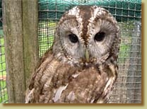 Tawny Owl, Strix aluco, captive